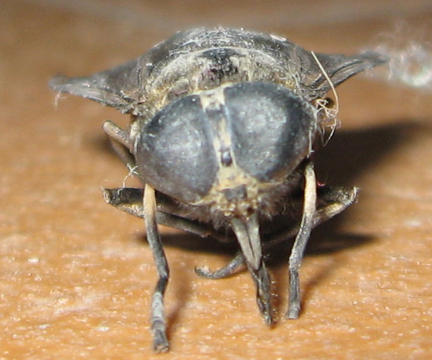 Haematopota sp.